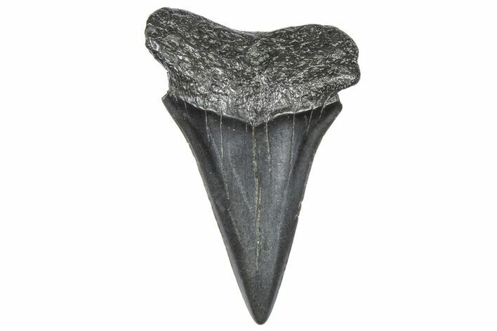 Fossil Broad-Toothed Mako Tooth - South Carolina #360863